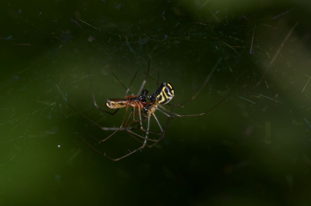 Linyphiidae ? S,  Neriene radiata - Oasi  di Alviano (TR)